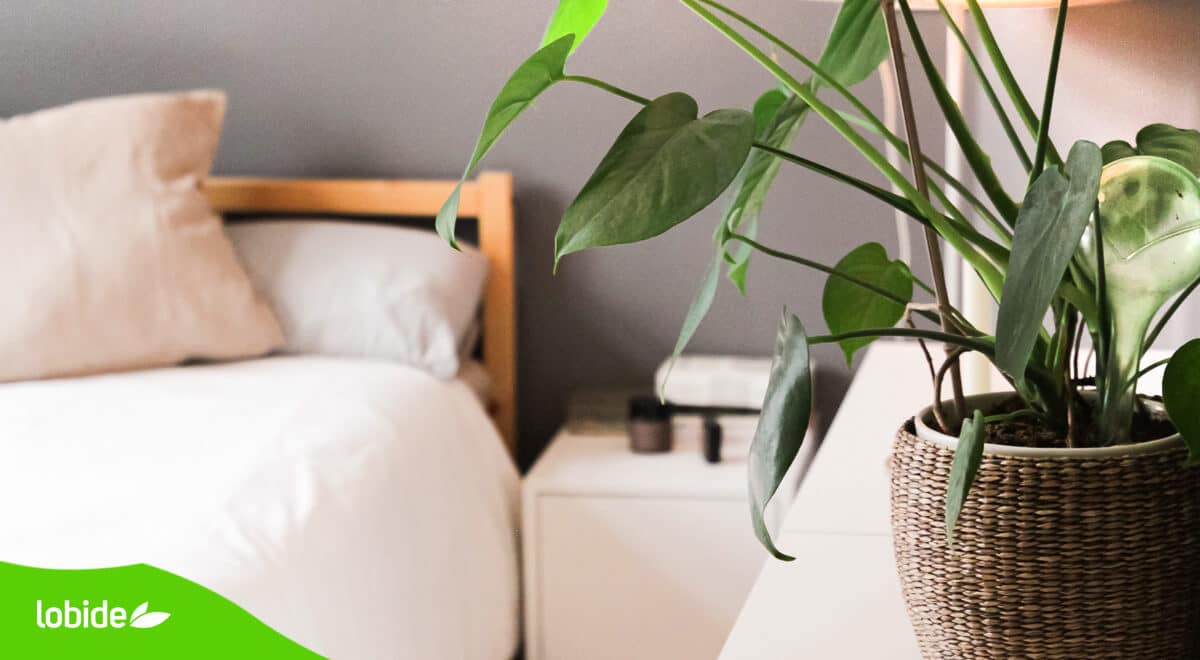 Cambia tu cama antigua, ¡corre a comprar un colchón orgánico!